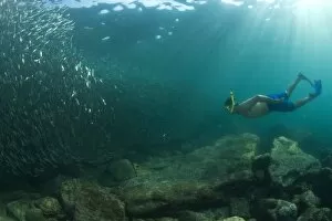 Snorkelers, Los Islotes Marine Preserve, Espiritu Santo Island, near La Paz, area