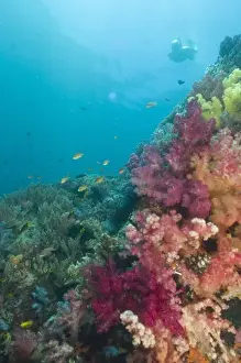 Snorkel Prints: Snorkler near Vibrant and multi-colored Soft Corals (Dendronepthya sp. ) and Sea Fans