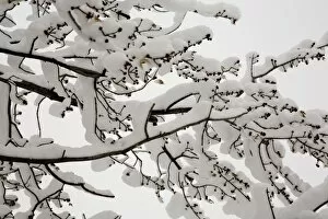 Images Dated 29th December 2006: Snow on the branches of a tree