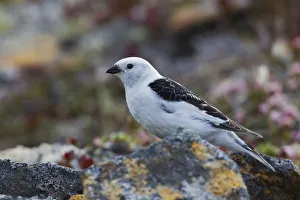 Sub Arctic Prints: Snow Bunting