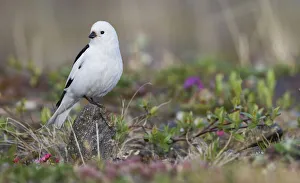 Snow Bunting, arctic tundra habitat