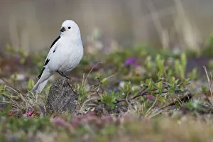 Ken Archer Prints: Snow bunting, arctic tundra habitat