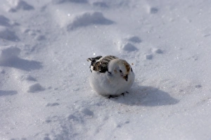 Images Dated 20th April 2006: snow bunting, Plectrophenax nivalis, on the snow-covered tundra, National Petroleum Reserves