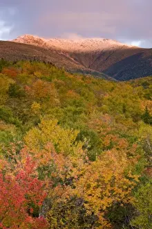 Images Dated 4th October 2008: A snow-capped Mount Lafayette in fall in New Hampshires White Mountains. White