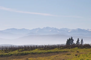 Bucolic Prints: Snow capped Pyrenees mountains. Chateau Rives-Blanques. Limoux. Languedoc. Pyrenees