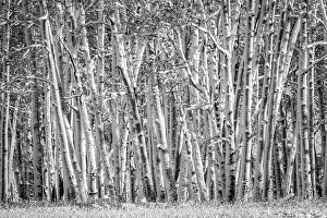 Images Dated 21st May 2024: Snow clings to aspen tree trunks in Colorado