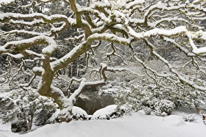 Images Dated 14th December 2008: Snow-covered Japanese maple, Portland Japanese Garden, Oregon