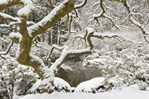 Oriental Prints: Snow-covered Japanese maple, Portland Japanese Garden, Oregon