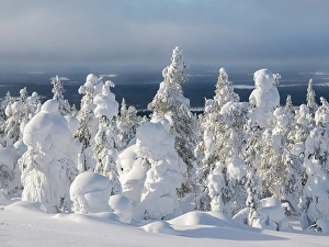 Snow covered mountain forest near Luosto. Landscape in the Pyha-Luosto National Park during winter in Lapland, Scandinavia, Finland