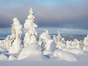 Lapland Prints: Snow covered mountain forest near Luosto