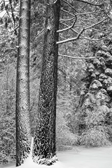 Images Dated 22nd August 2024: Snow covered pines, Green Valley Lake, California, USA