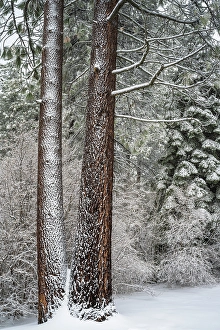 Images Dated 22nd August 2024: Snow covered pines, Green Valley Lake, California, USA