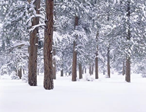 Images Dated 12th November 2004: Snow covered Ponderosa forest on the South Rim of the Grand Canyon Nat l Park, AZ