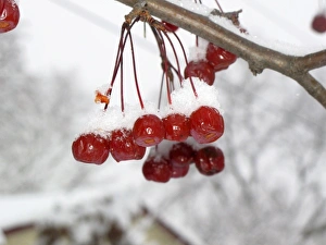 Hang Prints: Snow covered red crabapples hanging in tree