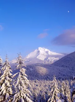 Images Dated 22nd May 2018: Snow-covered trees, Mt. Hood (highest point in Oregon), Mt. Hood National Forest, Oregon