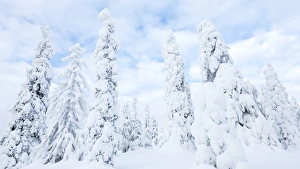 Images Dated 20th February 2014: Snow covered trees, Riisitunturi National Park, Lapland, Finland