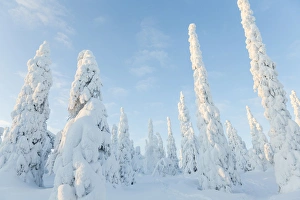 Deep Prints: Snow covered trees, Riisitunturi National Park, Lapland, Finland