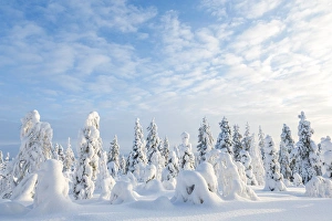 Images Dated 20th February 2014: Snow covered trees, Riisitunturi National Park, Lapland, Finland