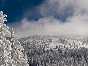 Images Dated 24th January 2010: Snow covered trees at Santa Fe Ski Area