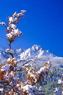 Images Dated 17th October 2005: Snow covered trees and the Sneffels Wilderness Range