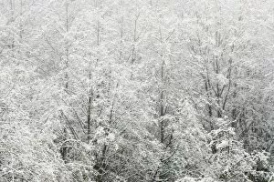 Images Dated 26th November 2006: Snow-covered trees, Stanley Park, British Columbia