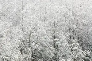 Plantae Prints: Snow-covered trees, Stanley Park, British Columbia
