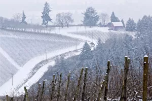 Images Dated 16th January 2007: Snow covered view of the Red Hills from Knudsen vineyard looking towards Bella Vida vineyard