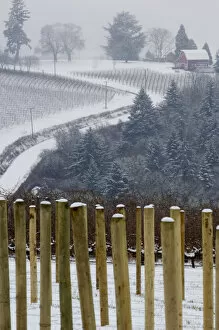 Images Dated 16th January 2007: Snow covered view of the Red Hills from Knudsen vineyard looking towards Bella Vida vineyard