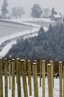 Willamette Valley Prints: Snow covered view of the Red Hills from Knudsen vineyard looking towards Bella Vida vineyard
