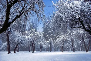 Prints of Snow dusted apple orchard and pines, Yosemite Valley, Yosemite National Park, California, USA Images Dated 2018 December: Snow dusted apple orchard and pines