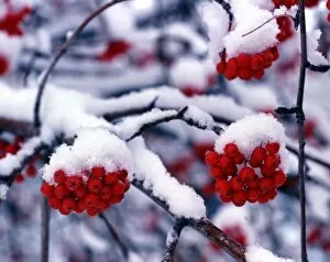 Images Dated 31st August 2007: Snow on European Mountain Ash Berries, Utah