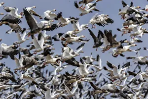 Prints of Snow Geese (Anser caerulescens) in flight, Marion County, Illinois Images Dated 2020 May: Snow Geese (Anser caerulescens) in flight, Marion County, Illinois