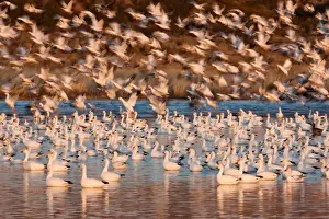 Geese Prints: Snow geese, Bosque Del Apache National Wildlife Refuge, New Mexico, USA