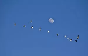 Images Dated 29th March 2007: Snow geese and Canadian geese take flight at Freezeout Lake NWR on the Rocky Mountain