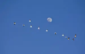 Freezeout Lake Prints: Snow geese and Canadian geese take flight at Freezeout Lake NWR on the Rocky Mountain