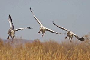 Images Dated 2nd December 2009: Snow Geese (Chen caerulescens) in flight