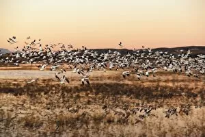 Images Dated 17th November 2006: Snow Geese (Chen caerulescens) in flight at sunrise, Bosque del Apache National Wildlife Refuge