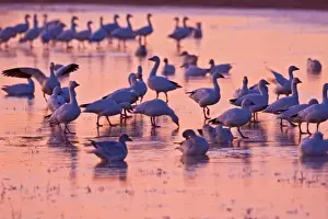 Images Dated 27th November 2007: Snow Geese (Chen caerulescens) flock standing on ice in roost pond, Bosque del Apache