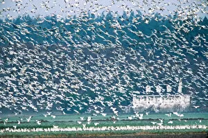 Images Dated 10th March 2006: Snow Geese (Chen caerulescens) flying. USA, Washington State, Skagit Valley, Skagit Flats