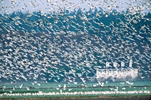 Images Dated 10th March 2006: Snow Geese (Chen caerulescens) flying. USA, Washington State, Skagit Valley, Skagit Flats