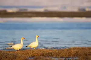 North Slope Prints: snow geese, Chen caerulescens, pair on a frozen pond along the coast of the central Arctic