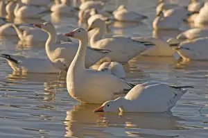 Images Dated 13th January 2009: Snow geese, Chen caerulescens, wintering in New Mexico, take refuge from predators