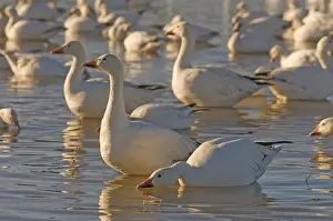 Geese Prints: Snow geese, Chen caerulescens, wintering in New Mexico, take refuge from predators