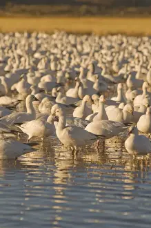 Images Dated 13th January 2009: Snow geese, Chen caerulescens, wintering in New Mexico, take refuge from predators