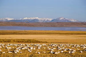 Snow geese feed in cut barley fields near Freezeout Lake NWR on the Rocky Mountain