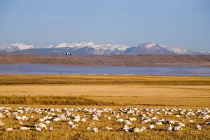Barley Prints: Snow geese feed in cut barley fields near Freezeout Lake NWR on the Rocky Mountain