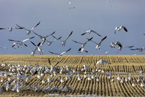 Images Dated 25th March 2018: Snow geese feeding in barley field stubble near Freezeout Lake Wildlife Management