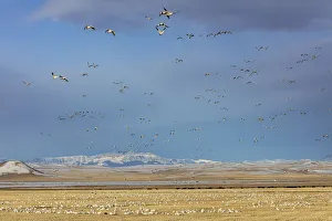 Birding Prints: Snow geese feeding in barley field stubble near Freezeout Lake Wildlife Management
