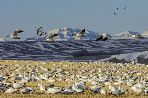 Images Dated 25th March 2018: Snow geese feeding in barley field stubble near Freezeout Lake Wildlife Management