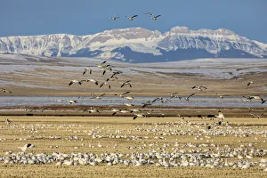 Images Dated 25th March 2018: Snow geese feeding in barley field stubble near Freezeout Lake Wildlife Management